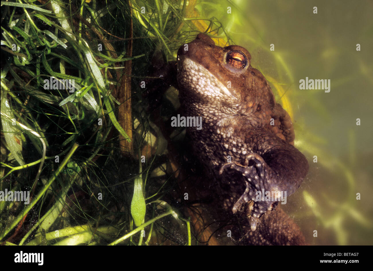 Gemeinsame europäische Kröte (Bufo Bufo) weiblich, Belgien Stockfoto