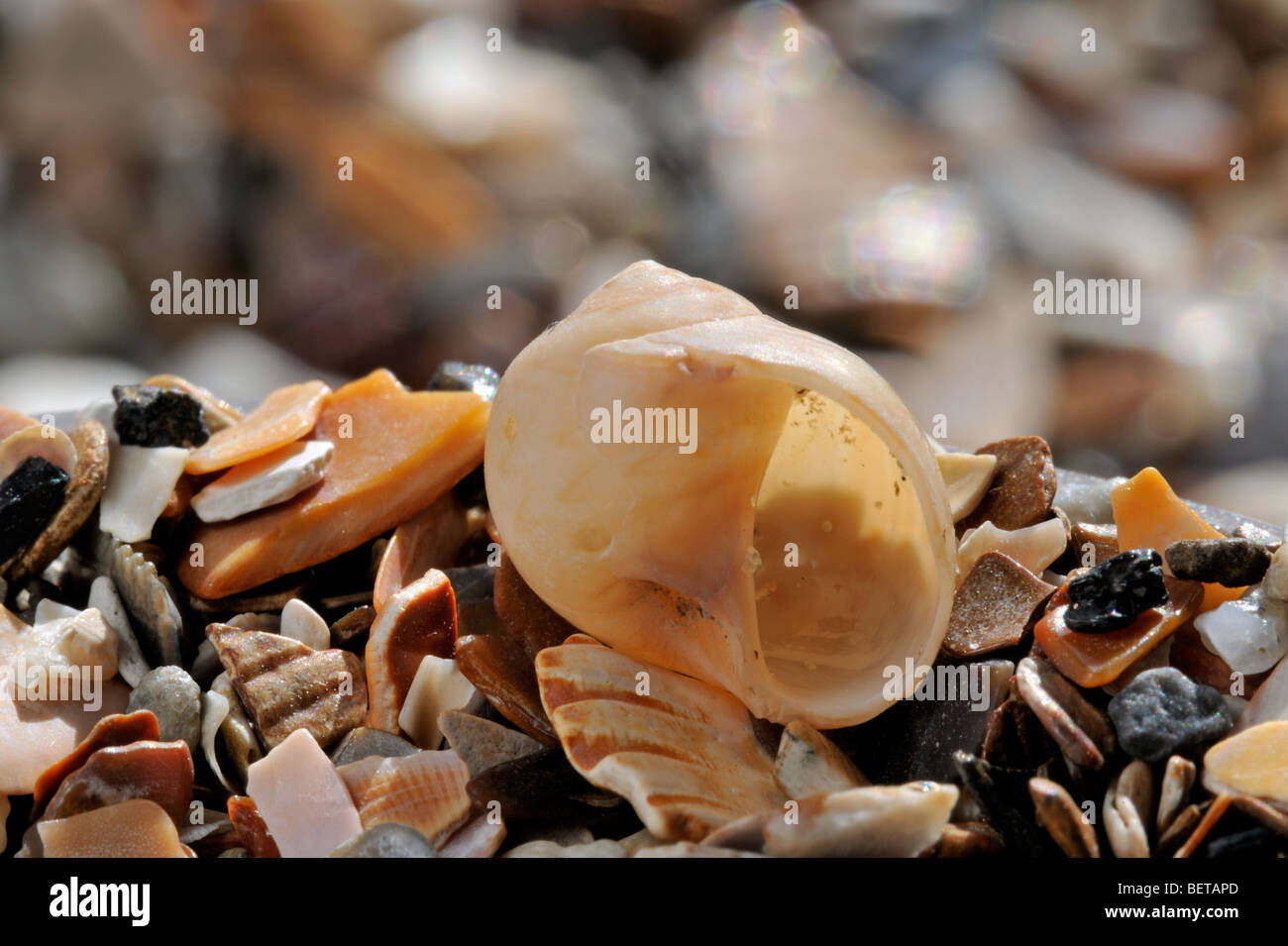 Alders Mond Schnecke / gemeinsame Halskette Shell (Euspira Pulchella / Euspira Nitida) am Strand Stockfoto