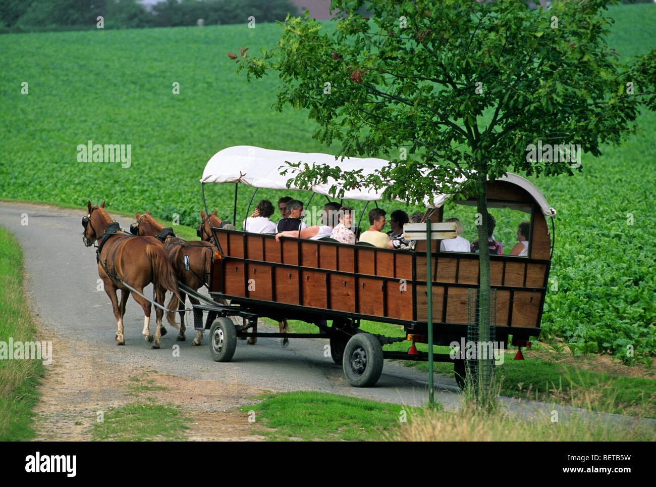 Touristen, die Reiten abgedeckt Wagen gezogen von Pferden (Equus Caballus) entlang Felder, Belgien Stockfoto