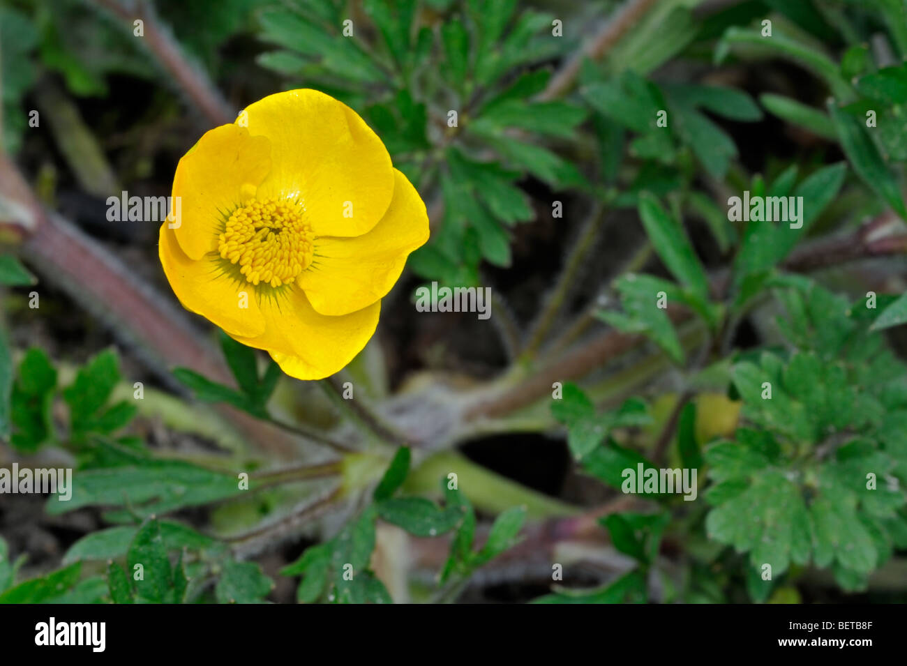 Knolligen Hahnenfuß / Saint Anthony Rübe (Ranunculus Bulbosus) blühen im Grünland Stockfoto