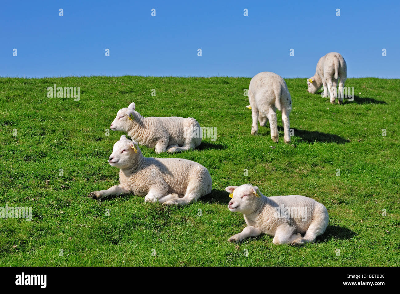 Herde von Texel Hausschafe (Ovis Aries) Lämmer Rast- und grasen auf der Wiese, Niederlande Stockfoto