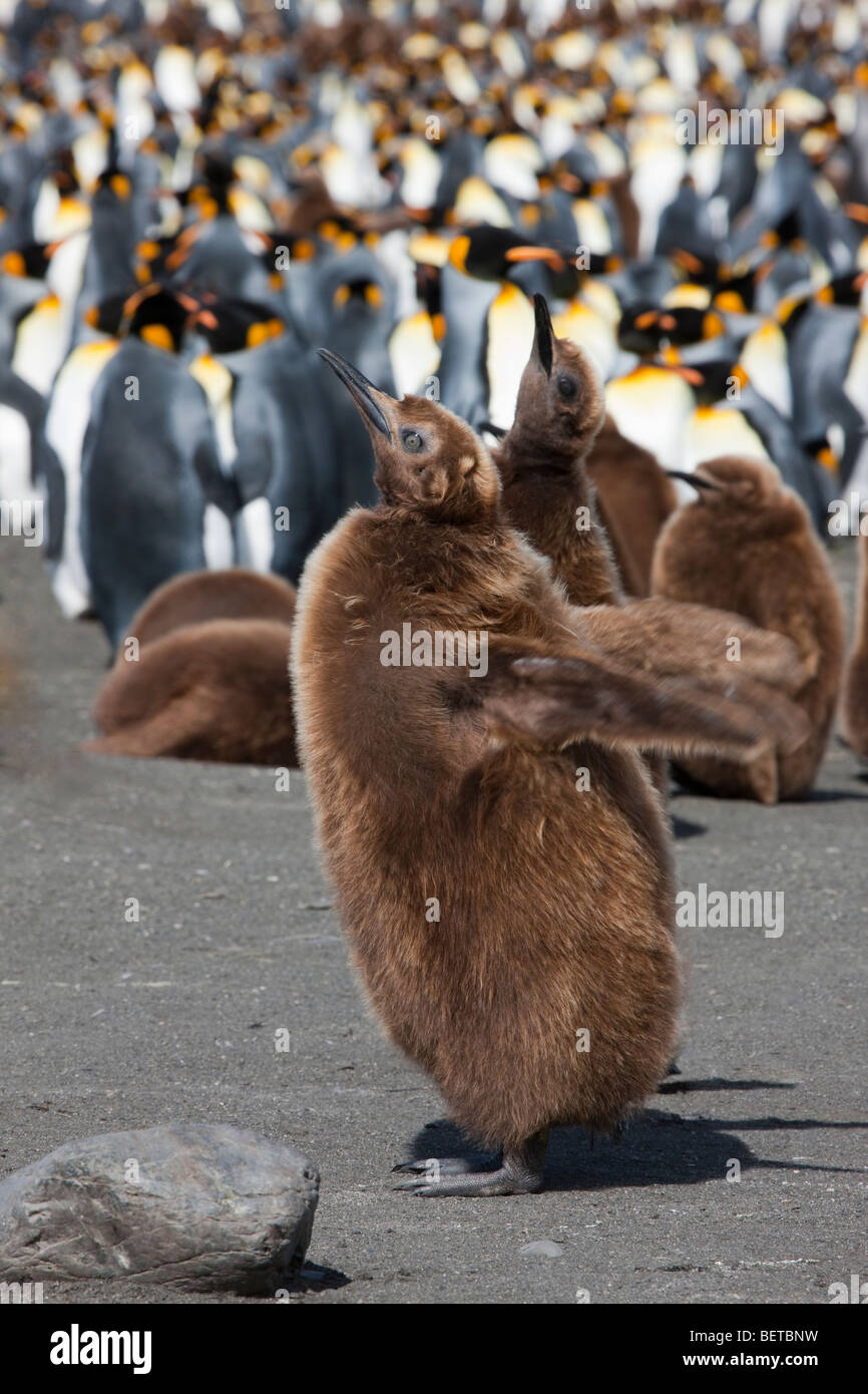 2 funny cute baby Königspinguine heben Schnäbel klappe Flügel heraus vor großen King Penguin Colony South Georgia, Antarktis stehen Stockfoto