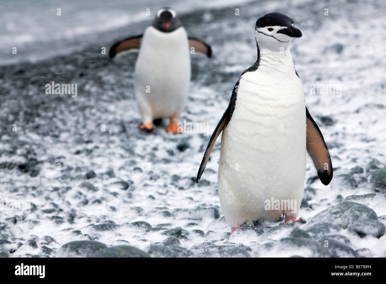 Close-up Zügelpinguin auf verschneiten Rock Beach, Augenkontakt, Adelie Pinguin bis zu Fuß von Wasser Hintergrund Süd-Orkney Inseln, Antarktis Stockfoto