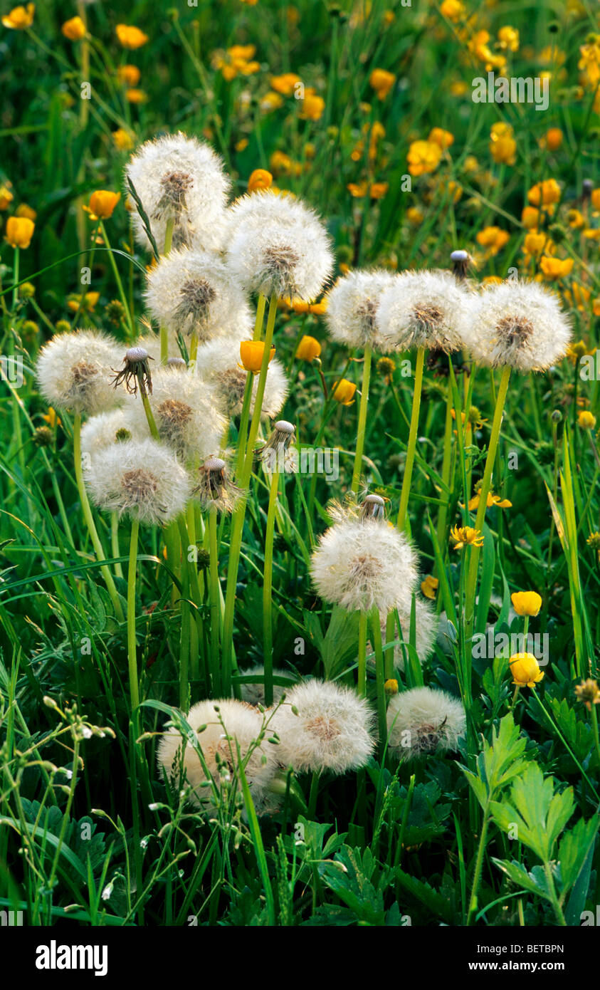 Gemeinsamen Löwenzahn (Taraxacum Officinale), Wildblumen, die Samenköpfe im Sommer zeigen Stockfoto