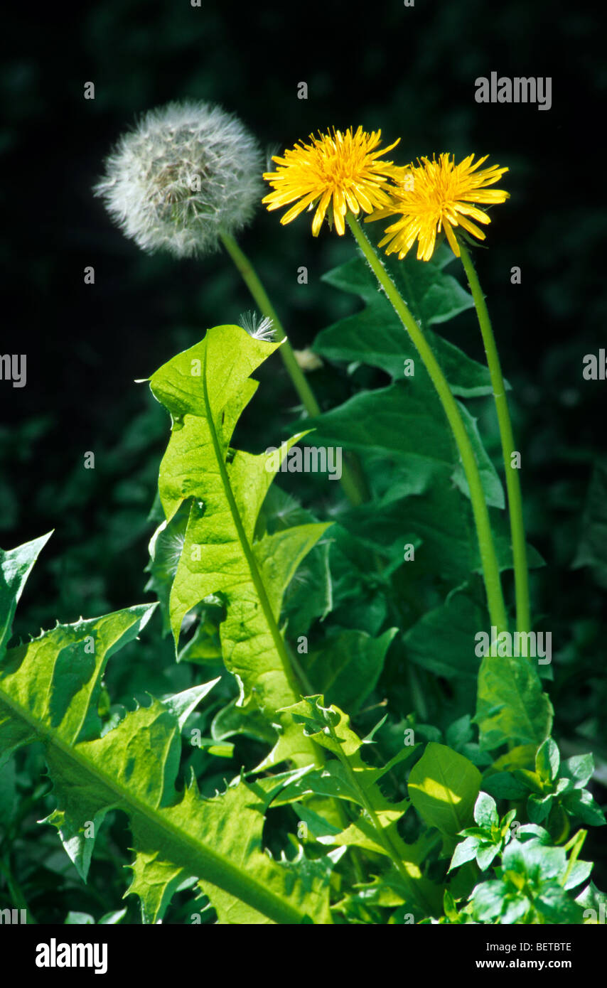 Gemeinsamen Löwenzahn (Taraxacum Officinale) gelbe Wildblumen im Blumen- und Seedhead im Sommer Stockfoto