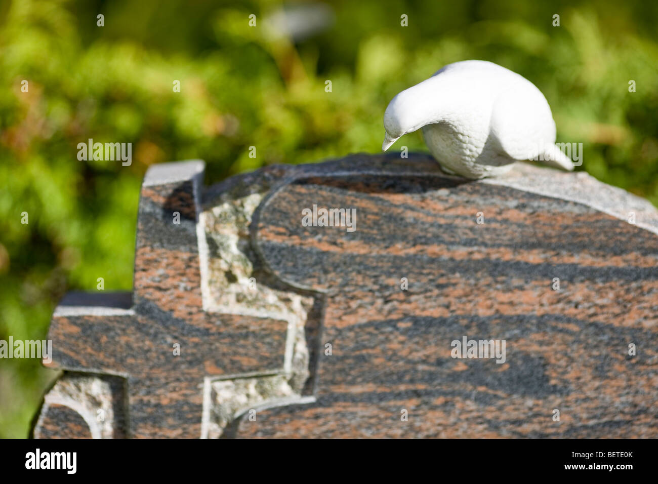 Taube des Friedens auf einem Grabstein Stockfoto