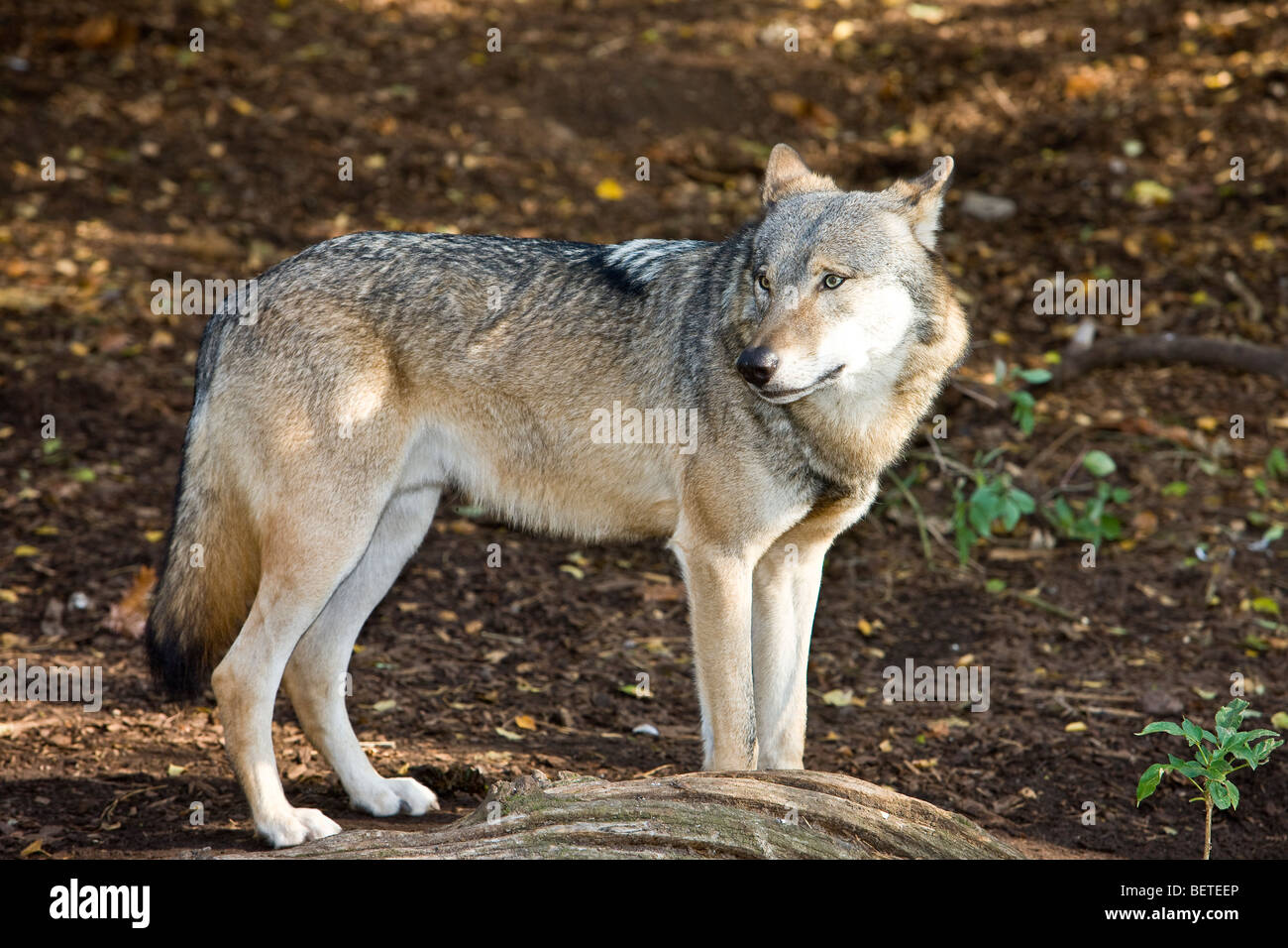 Graue Wölfe in Alarmbereitschaft im Wald Stockfoto