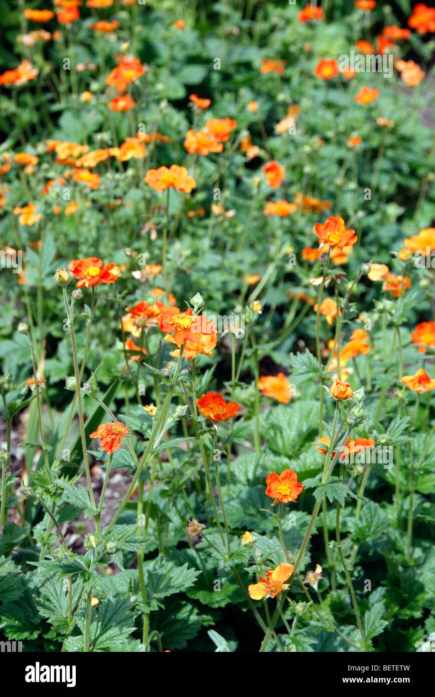 Geum 'Borisii' Stockfoto