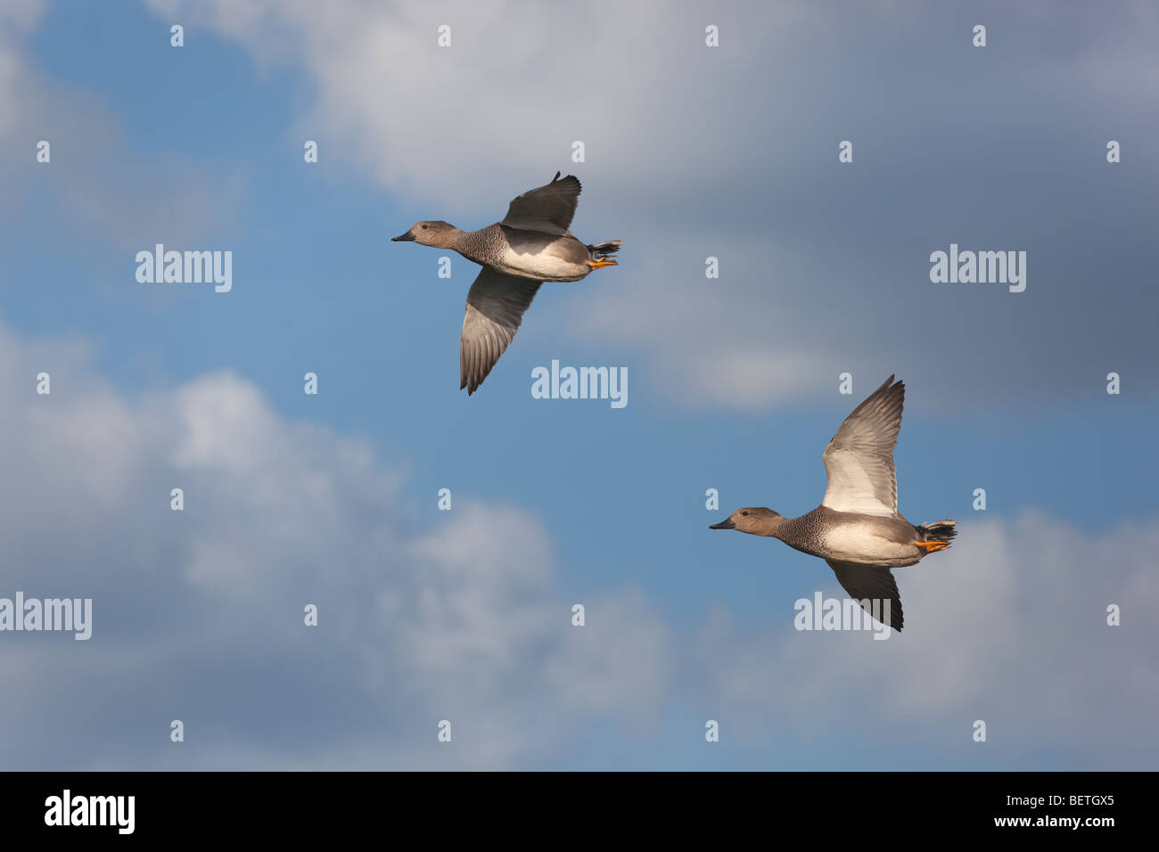 Gadwalls Anas Strpera Erpel im Flug Stockfoto