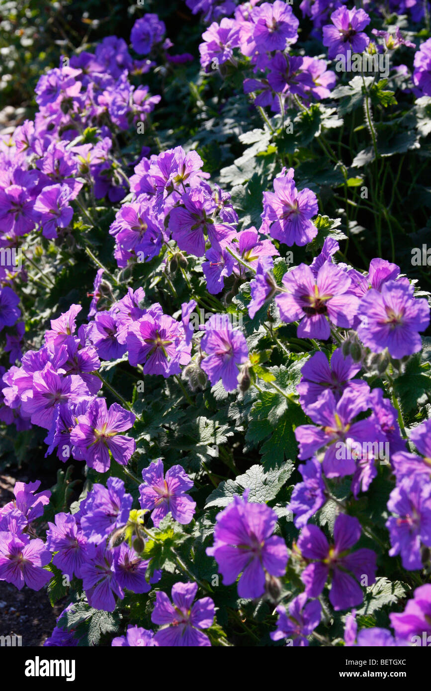 Geranium X magnificum AGM Stockfoto