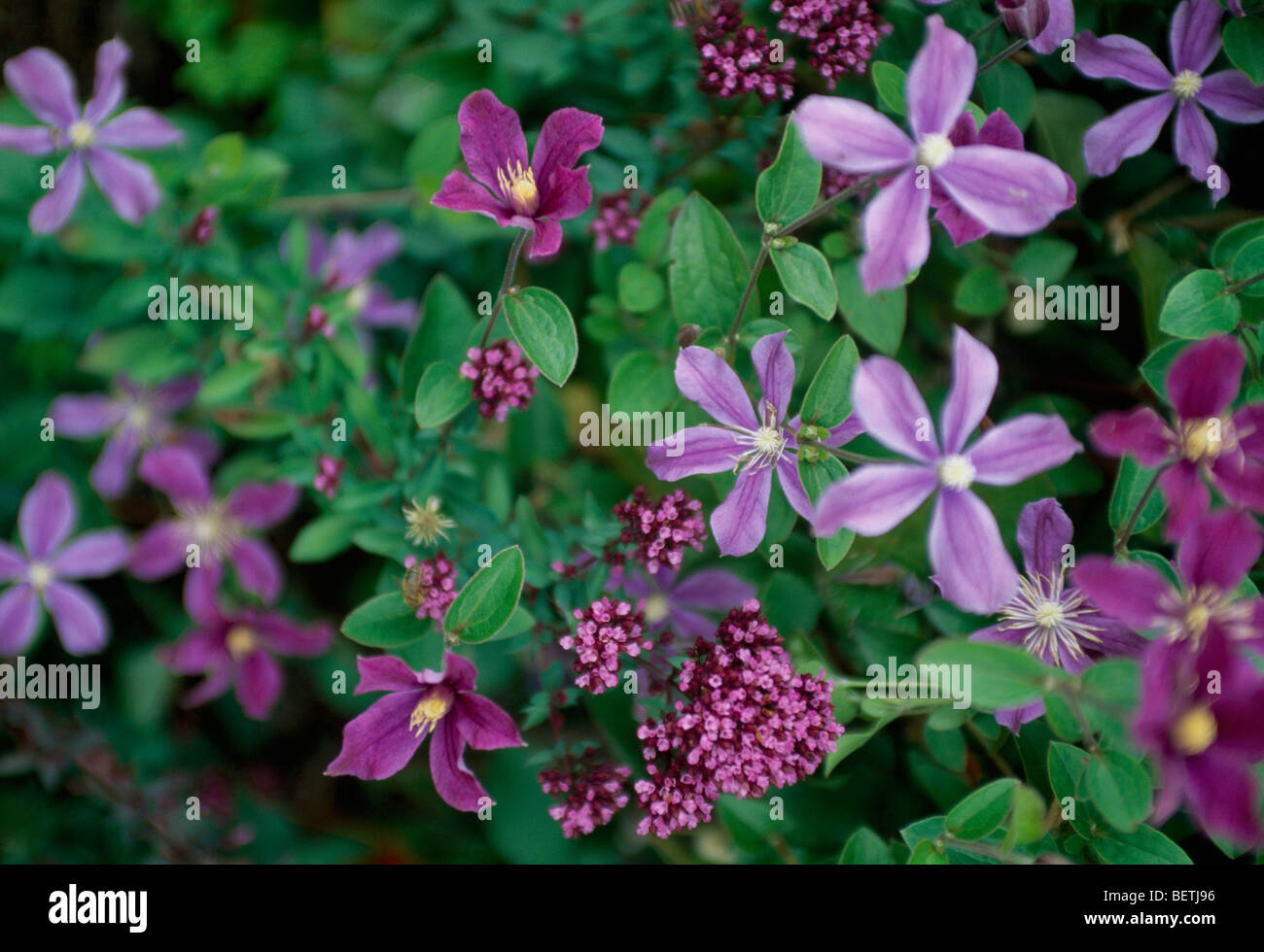 Nahaufnahme von lila Clematis mit lila Flieder Stockfoto