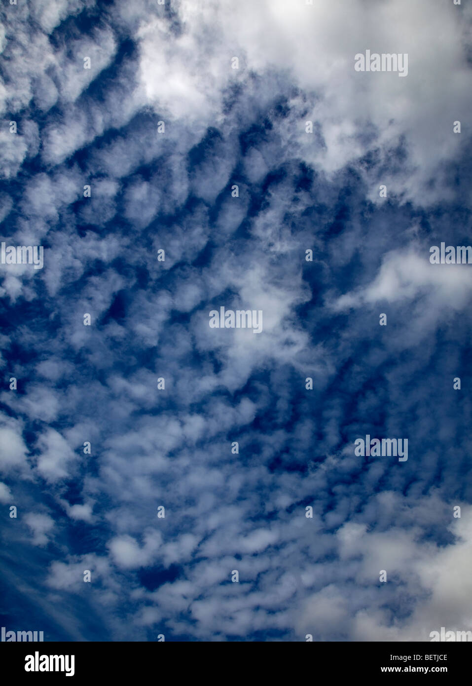 Makrele-Himmel Stockfoto