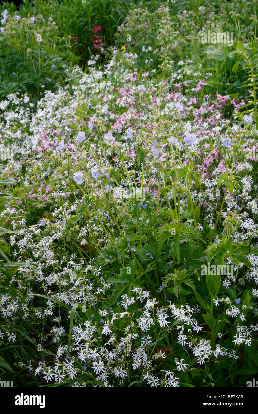 Lychnis Flos-Cuculi Alba mit Geranium Pratense - Wiesen-Storchschnabel und weißen Ragged Robin Stockfoto