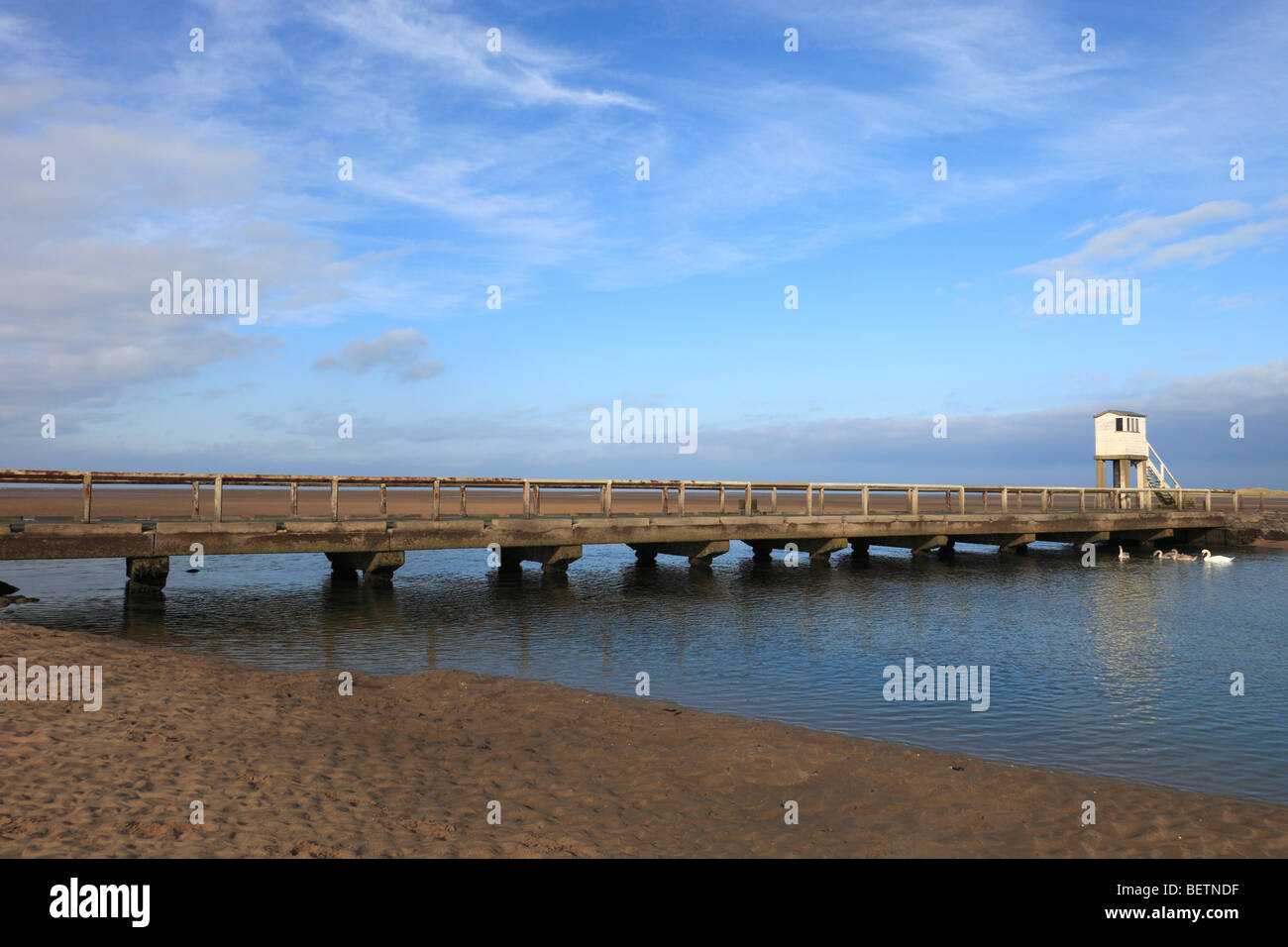 Schwäne auf Holy Island Causeway, Northumberland, England Stockfoto