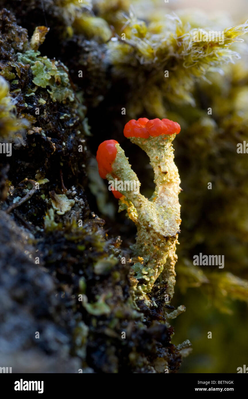 Cladonia Floerkeana Flechten, auch bekannt als englische Soldaten auf Granit, der Cairngorms, Schottisches Hochland wächst. Stockfoto