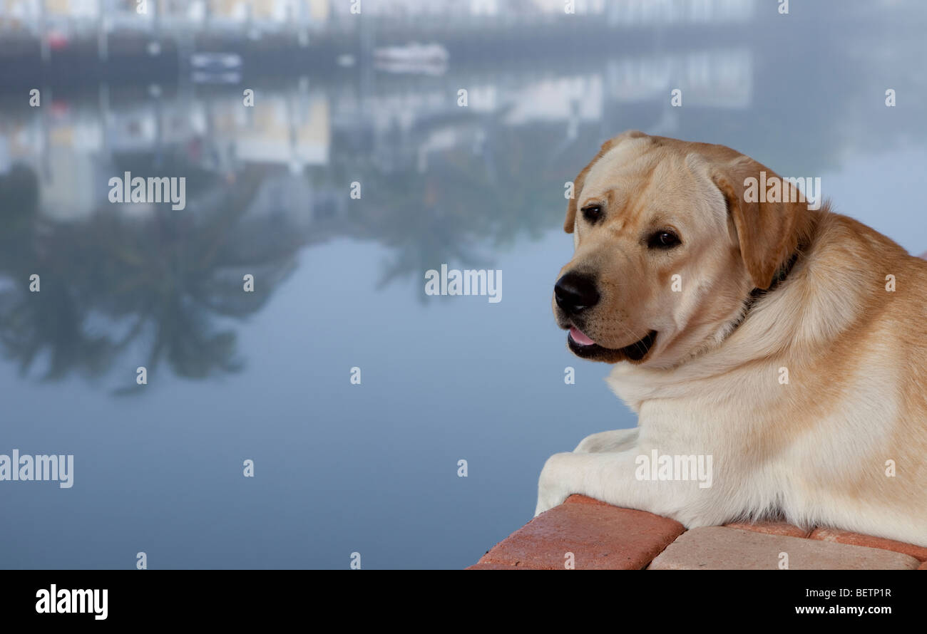 Hund entspannend auf Bootsdock Stockfoto
