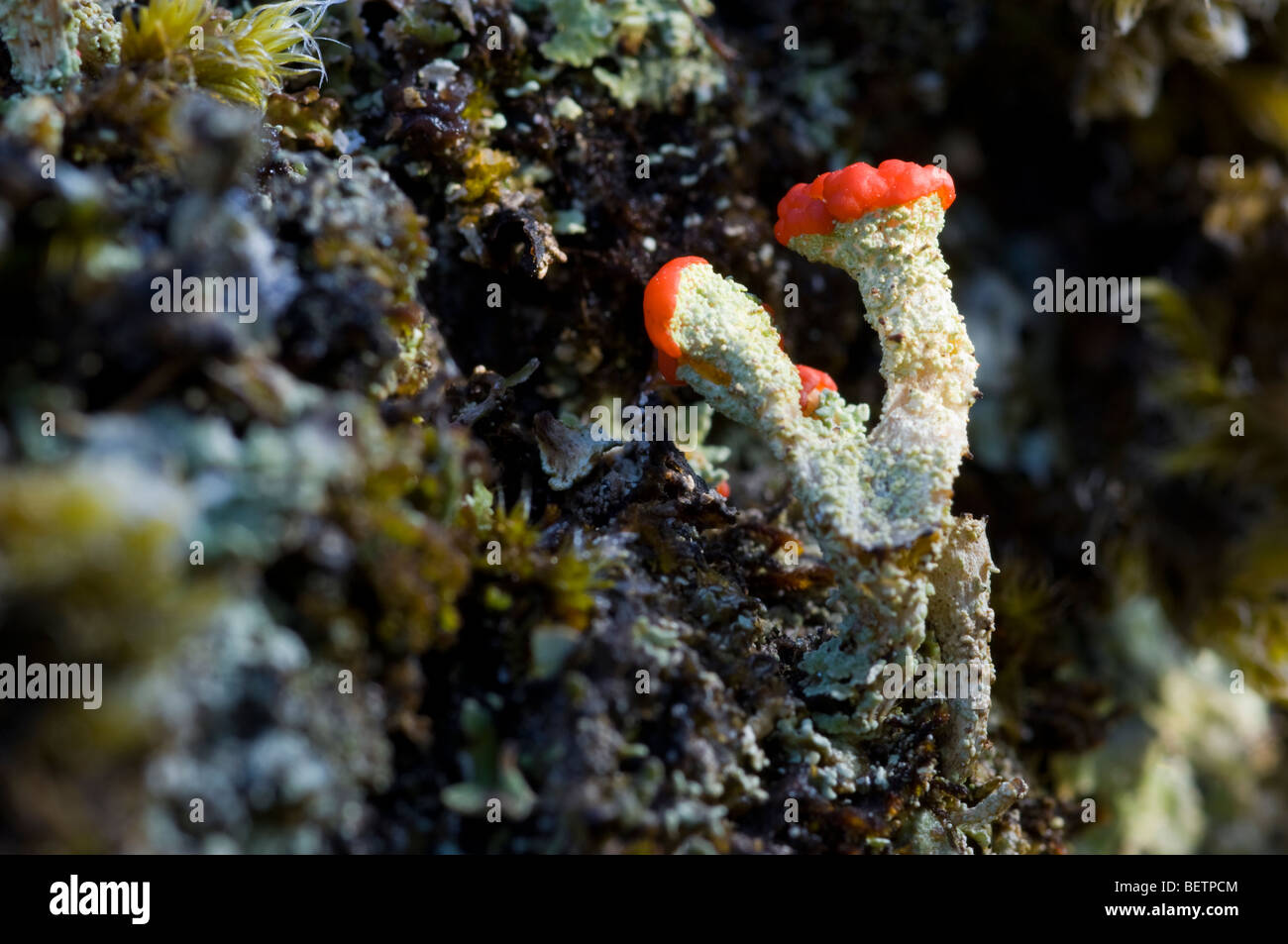 Cladonia Floerkeana Flechten, auch bekannt als englische Soldaten auf Granit, der Cairngorms, Schottisches Hochland wächst. Stockfoto