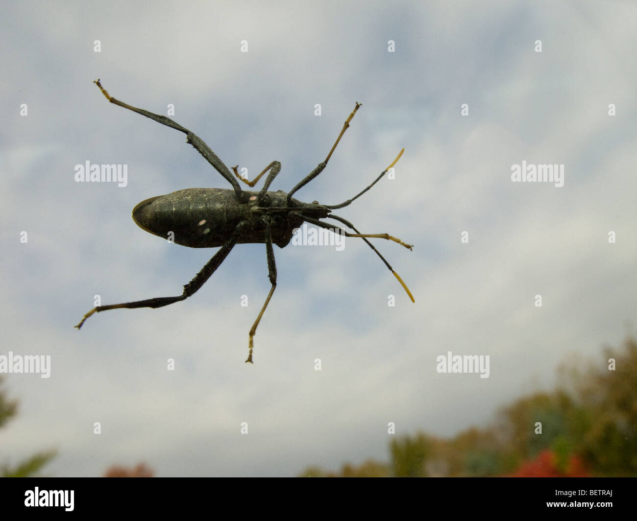 Schwarz Blister Beetle auf Windschutzscheibe. Stockfoto