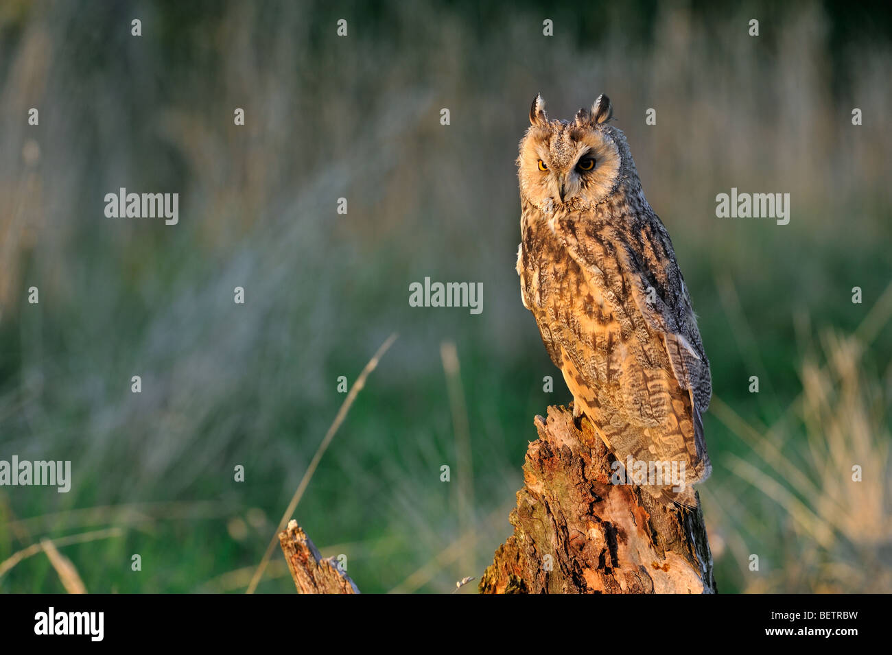 Waldohreule / lange eared Eule (Asio Otus) thront auf Baumstumpf an des Waldes Rand, England, UK Stockfoto