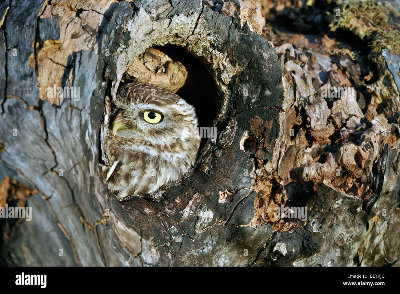 Nahaufnahme von nistenden Steinkauz (Athene Noctua) Kopf ragte aus Nest Loch im hohlen Baum-Hohlraum Peer Stockfoto
