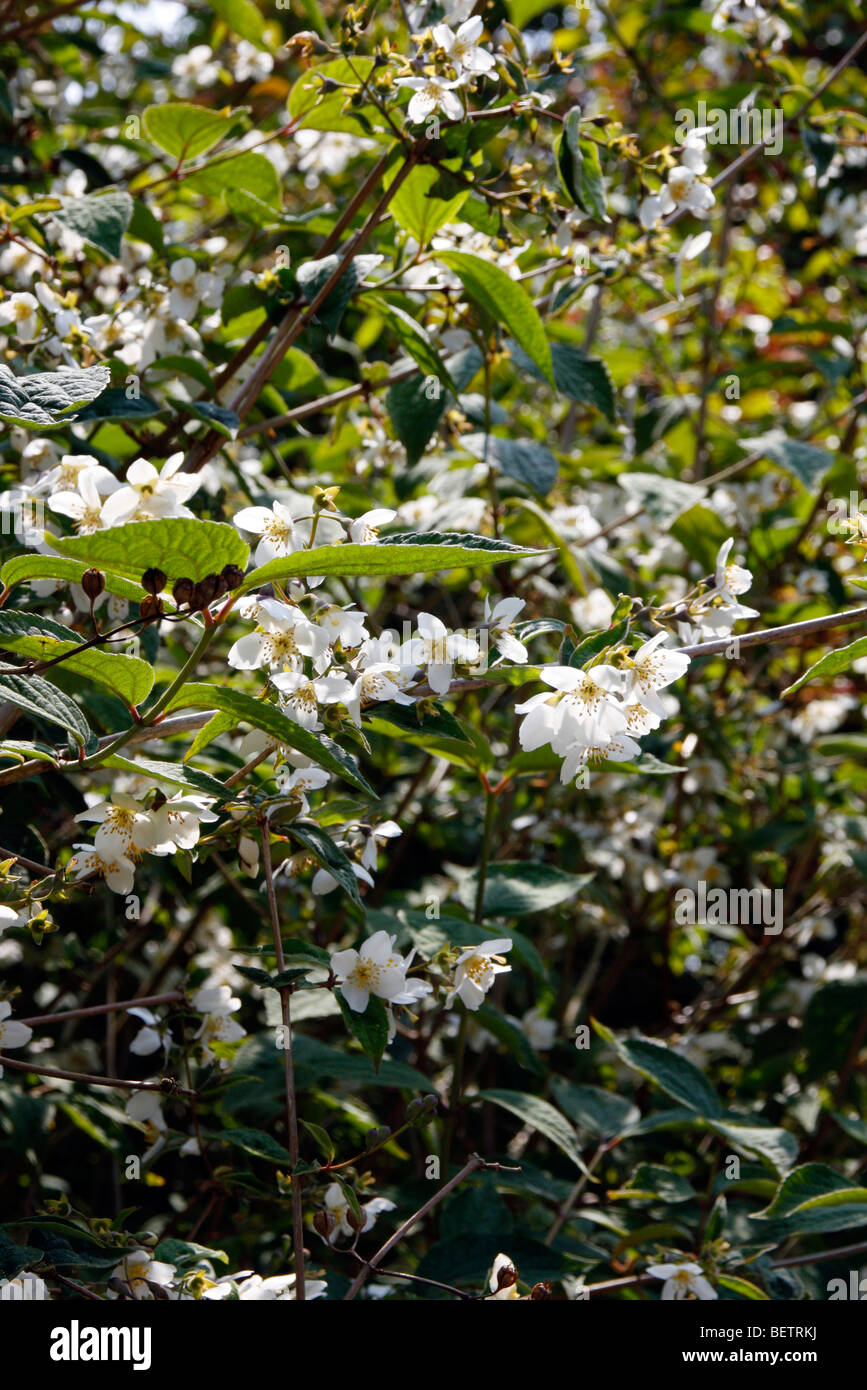 Styrax Japonicus "Pink Chimes" Stockfoto