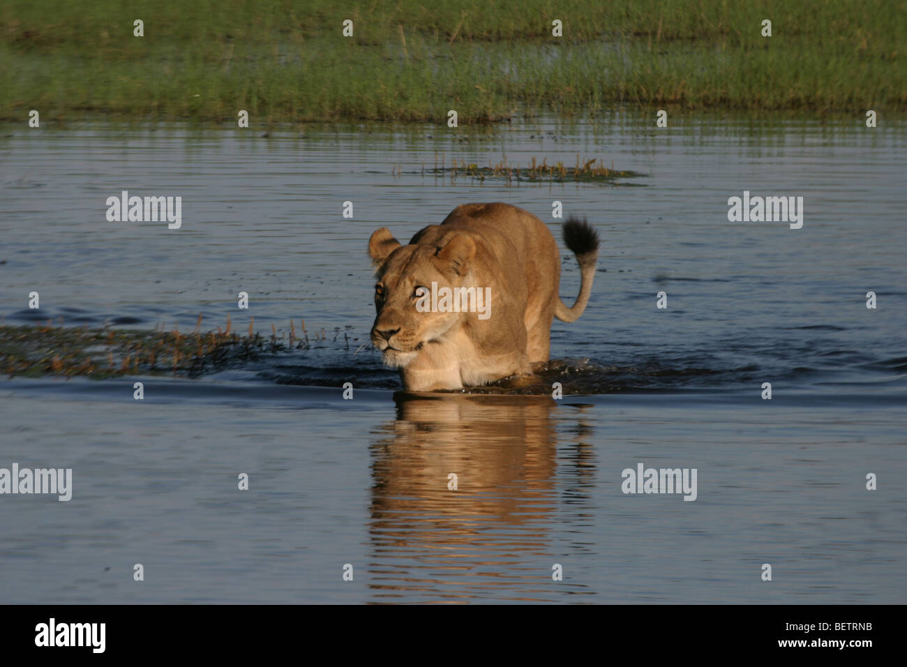 Löwin vorläufig über den Kanal in Linyanti Konzession, Botswana. Stockfoto