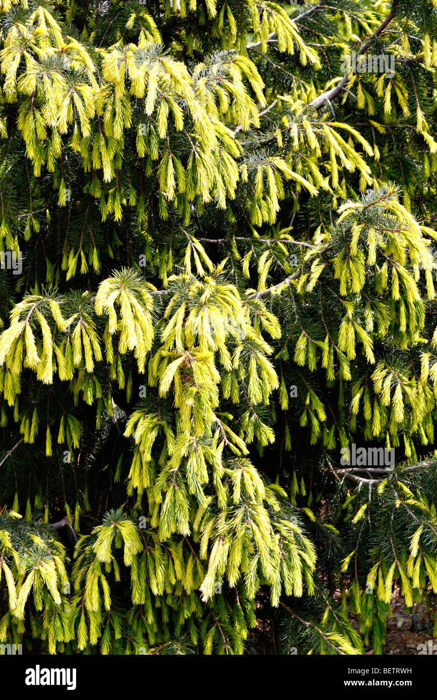 Picea Breweriana "Fruhlingsgold" Stockfoto