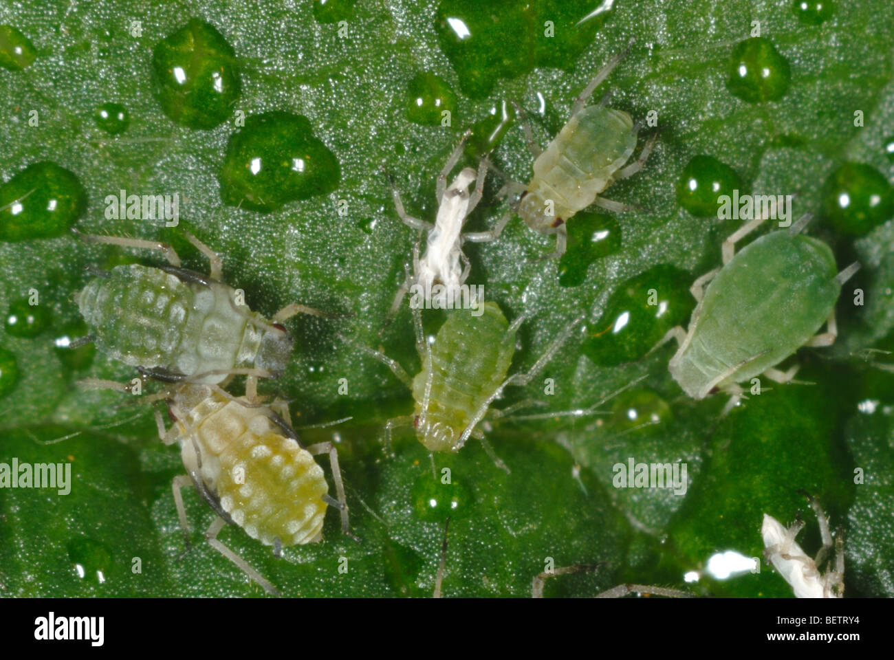Baumwolle-Blattlaus (Aphis Gossypii) adulte Weibchen und Jungvögel auf einem Blackberry-Blatt Stockfoto