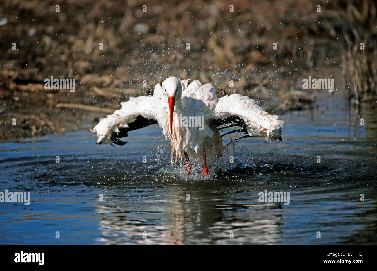 Weißer Storch (Ciconia Ciconia) Baden im Teich Stockfoto
