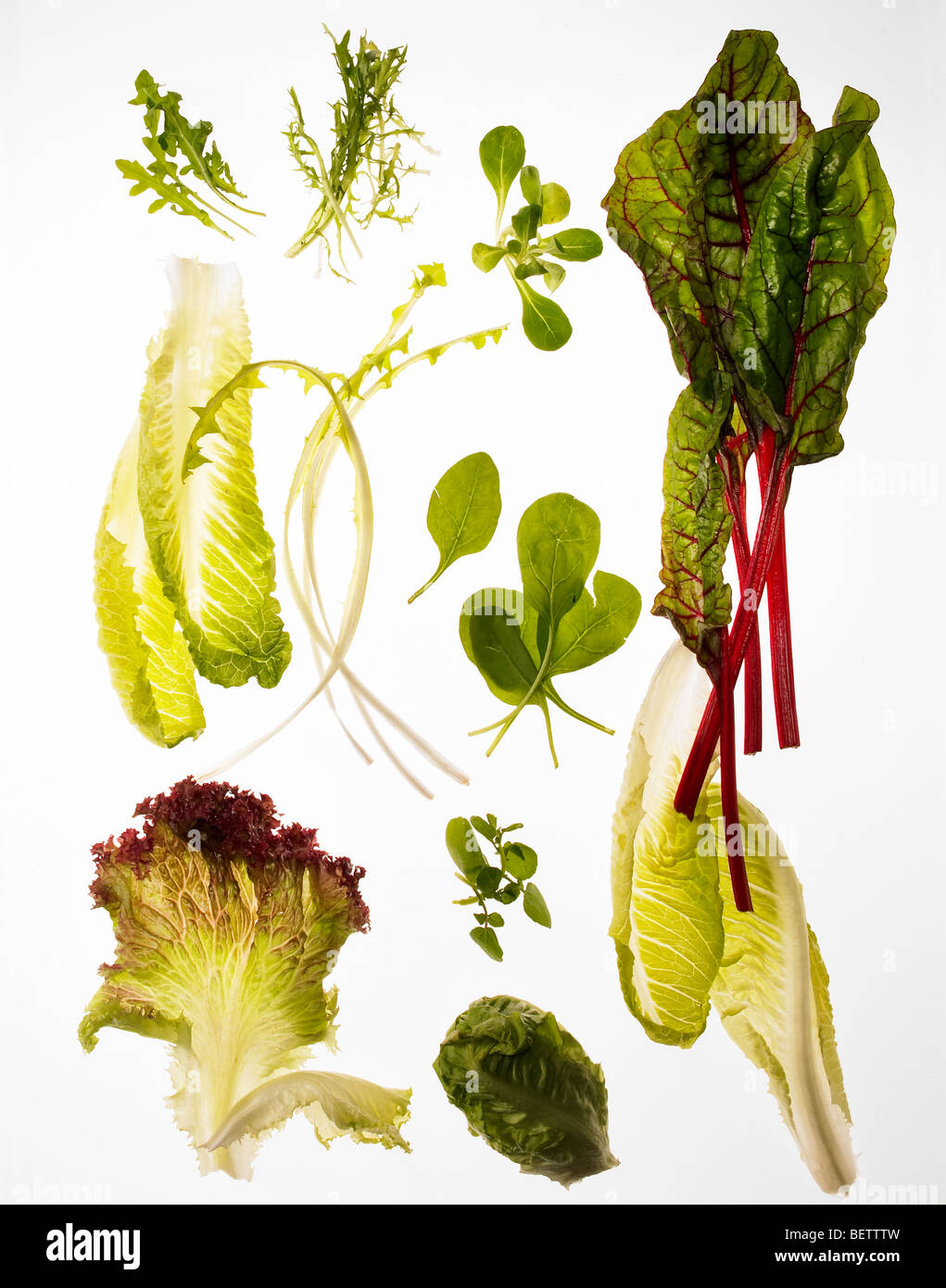 Salatzutaten, verschiedene grüne Blätter für Salate geeignet. Stockfoto