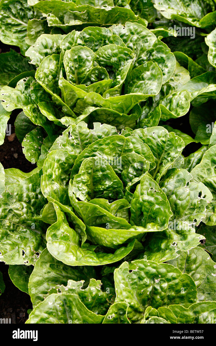 Salat "Corsair" Stockfoto