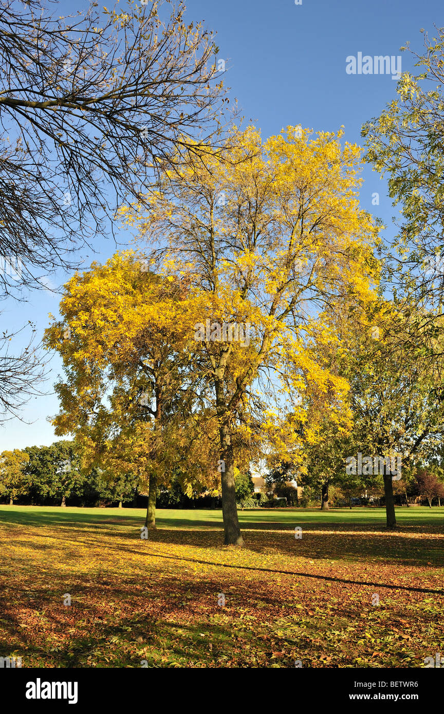 Herbst Blätter am Baum Stockfoto