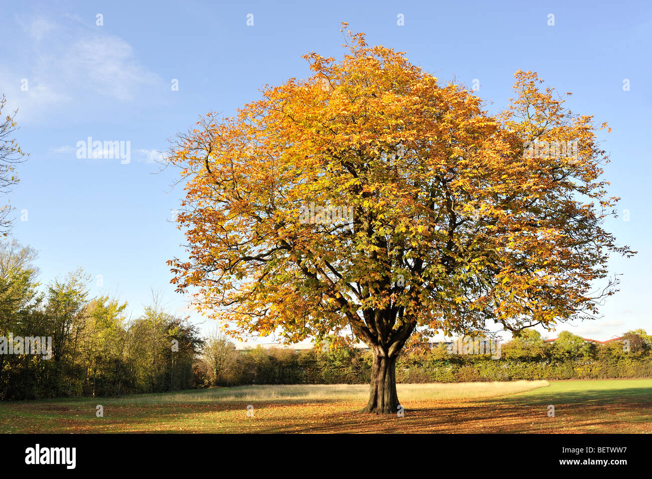 Herbst Blätter am Baum Stockfoto