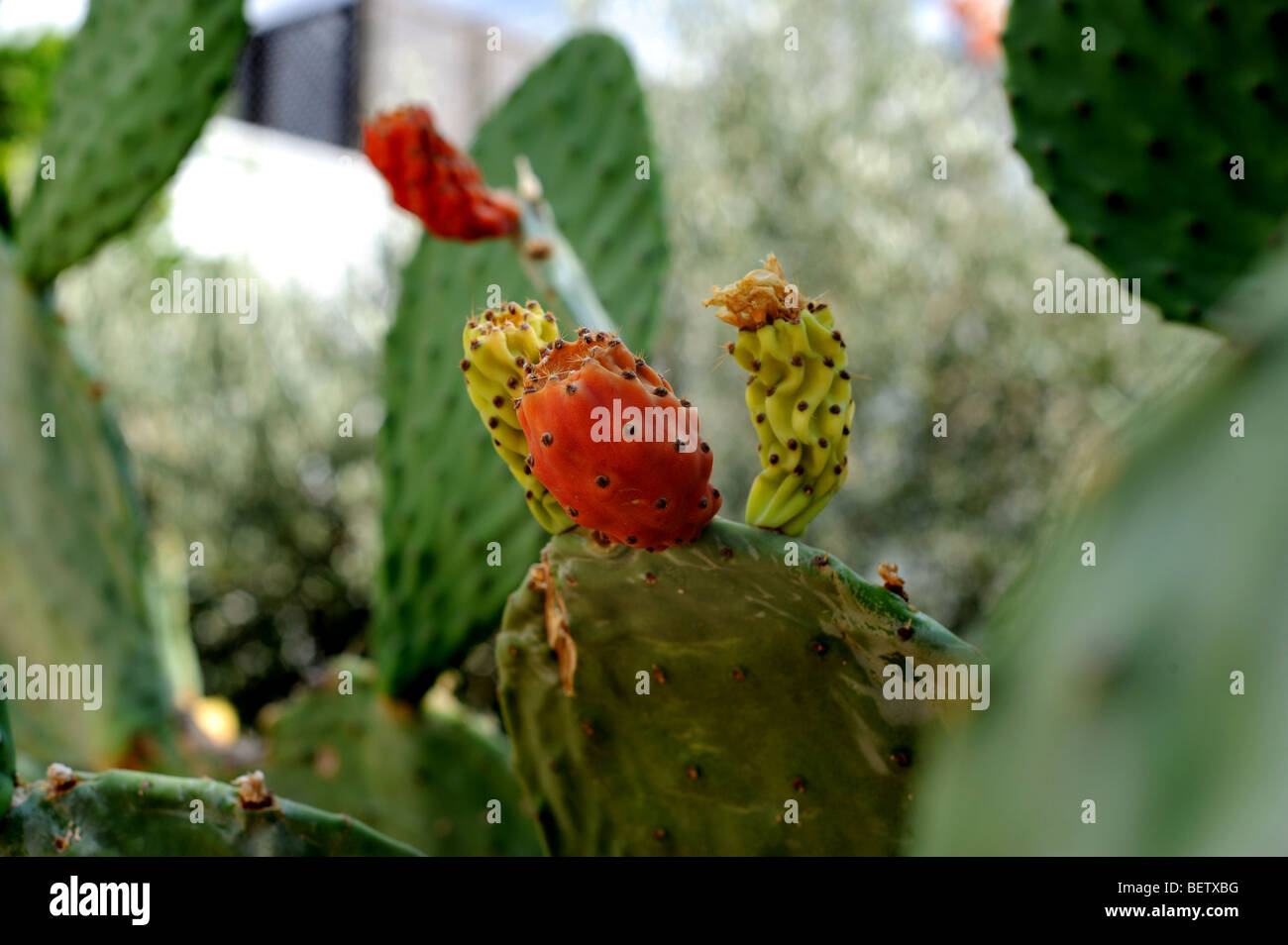 Stachelige Birne Kaktus Pflanze Stockfoto