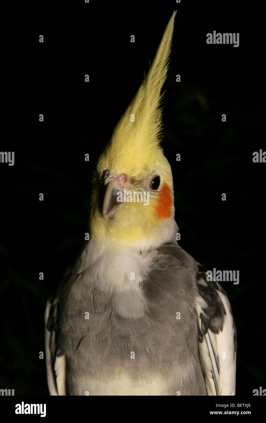 Nymphensittich Nymphicus Hollandicus Erwachsene hocken in einem studio Stockfoto