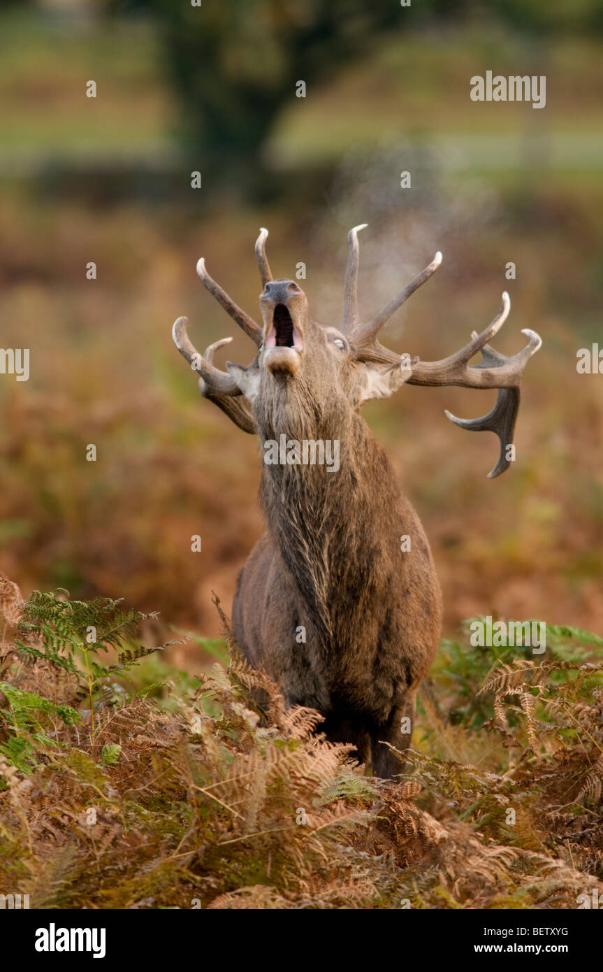Rotwild-Hirsch brüllen während der rutt Stockfoto