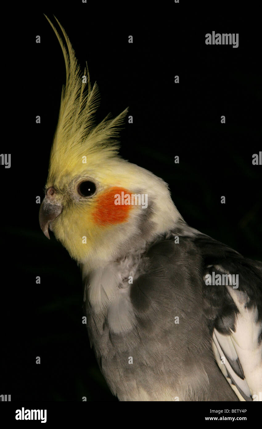 Nymphensittich Nymphicus Hollandicus Erwachsene hocken in einem studio Stockfoto