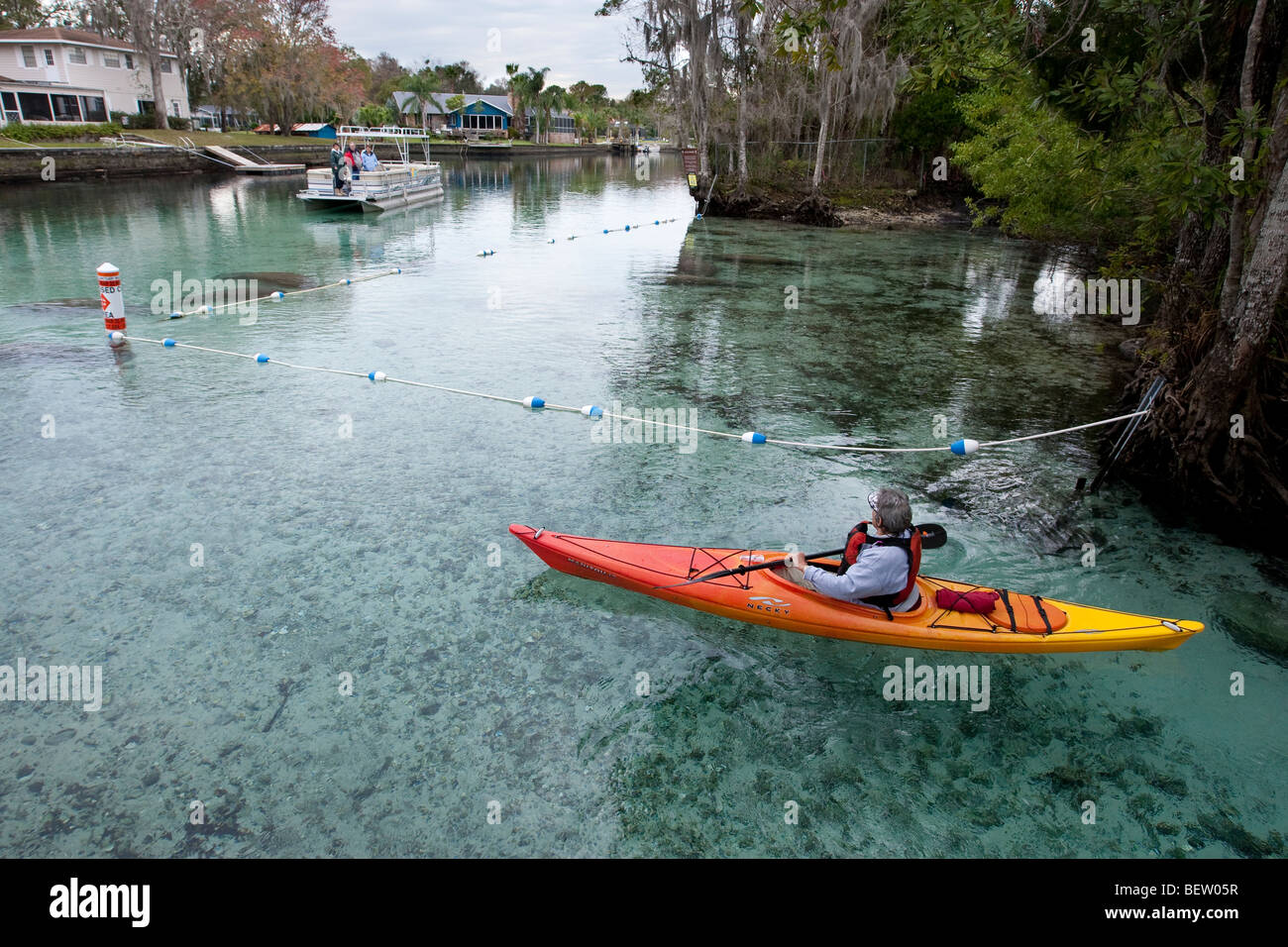 Auf der Suche nach Florida Manatis Stockfoto