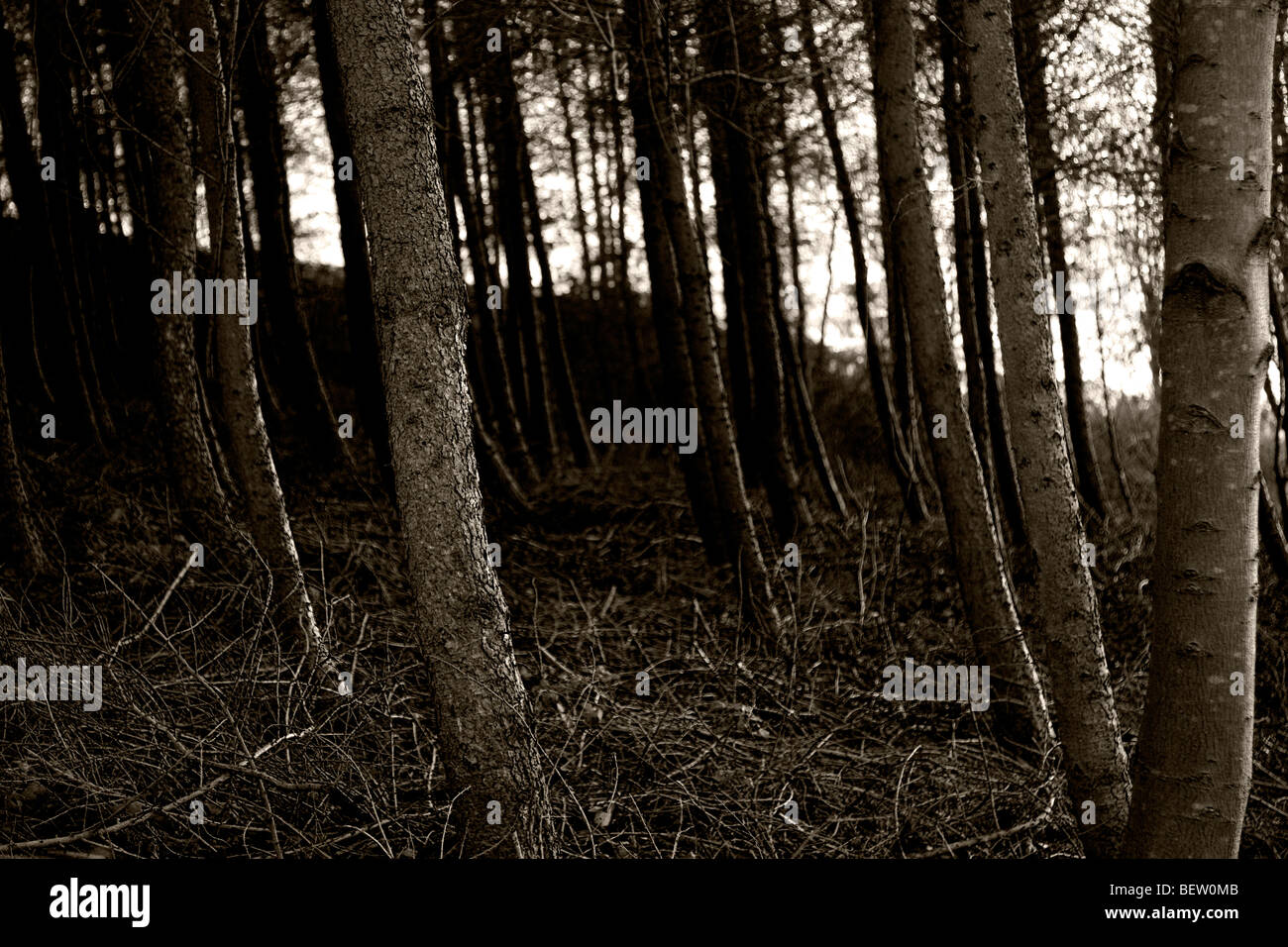 Geheimnisvollen Wald Stockfoto