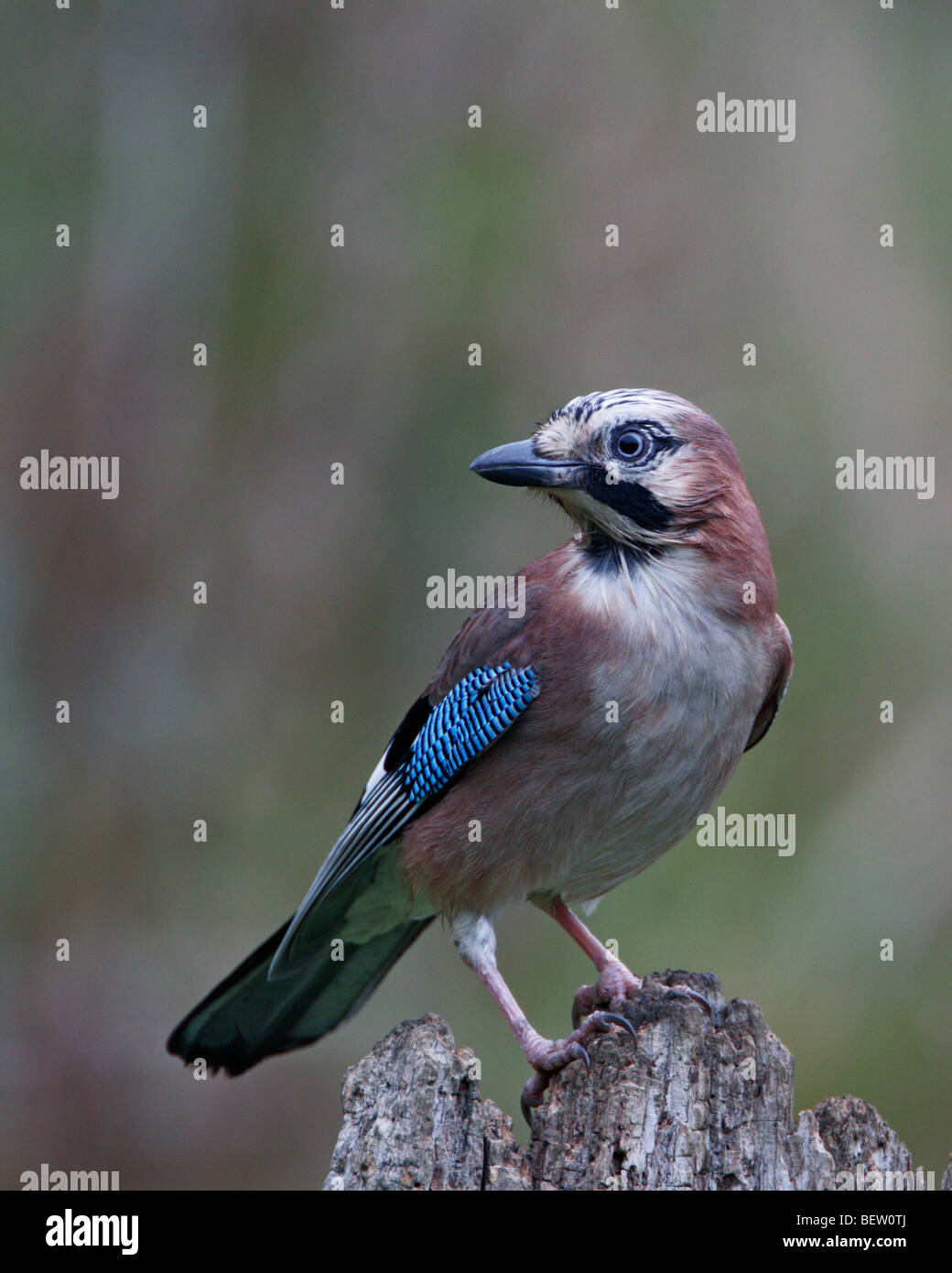 Jay Garrulus glandarius Stockfoto