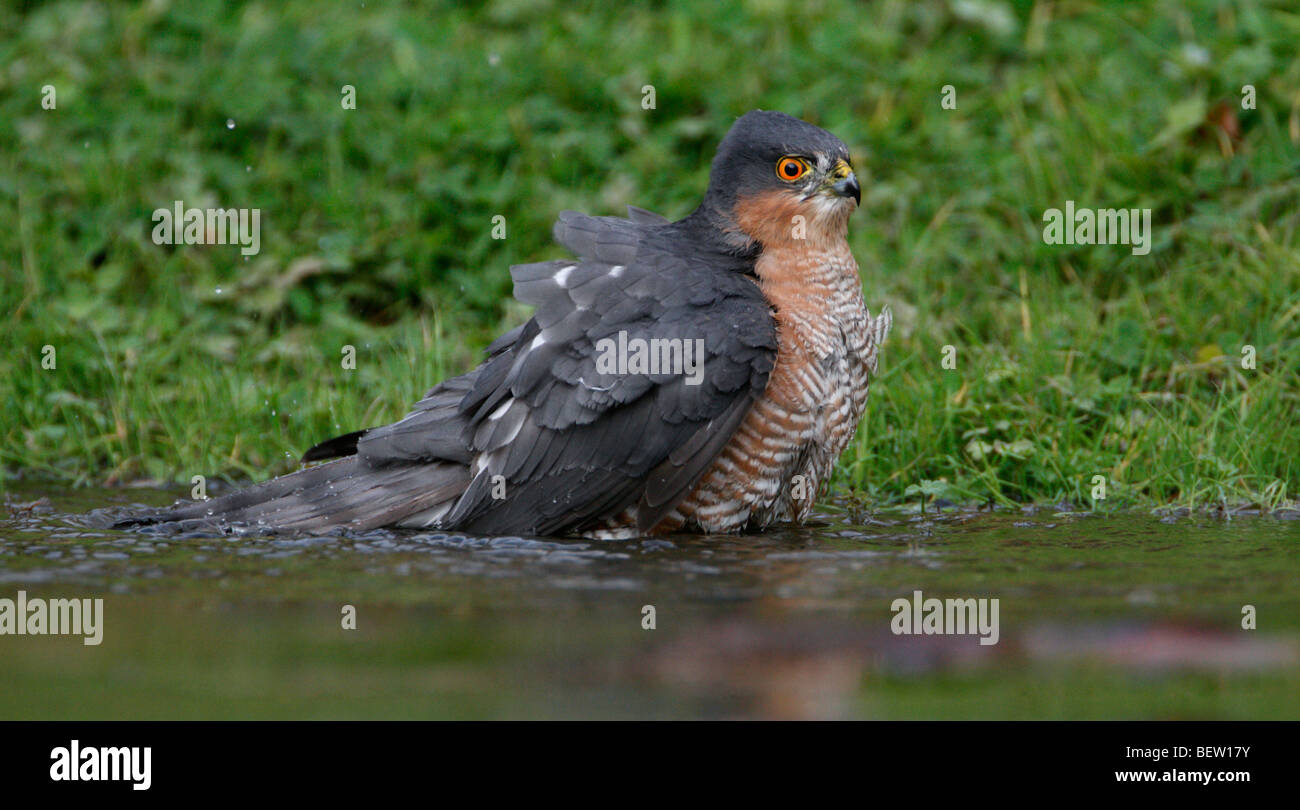 Sparrowhawk Accipiter Nisus Baden Stockfoto