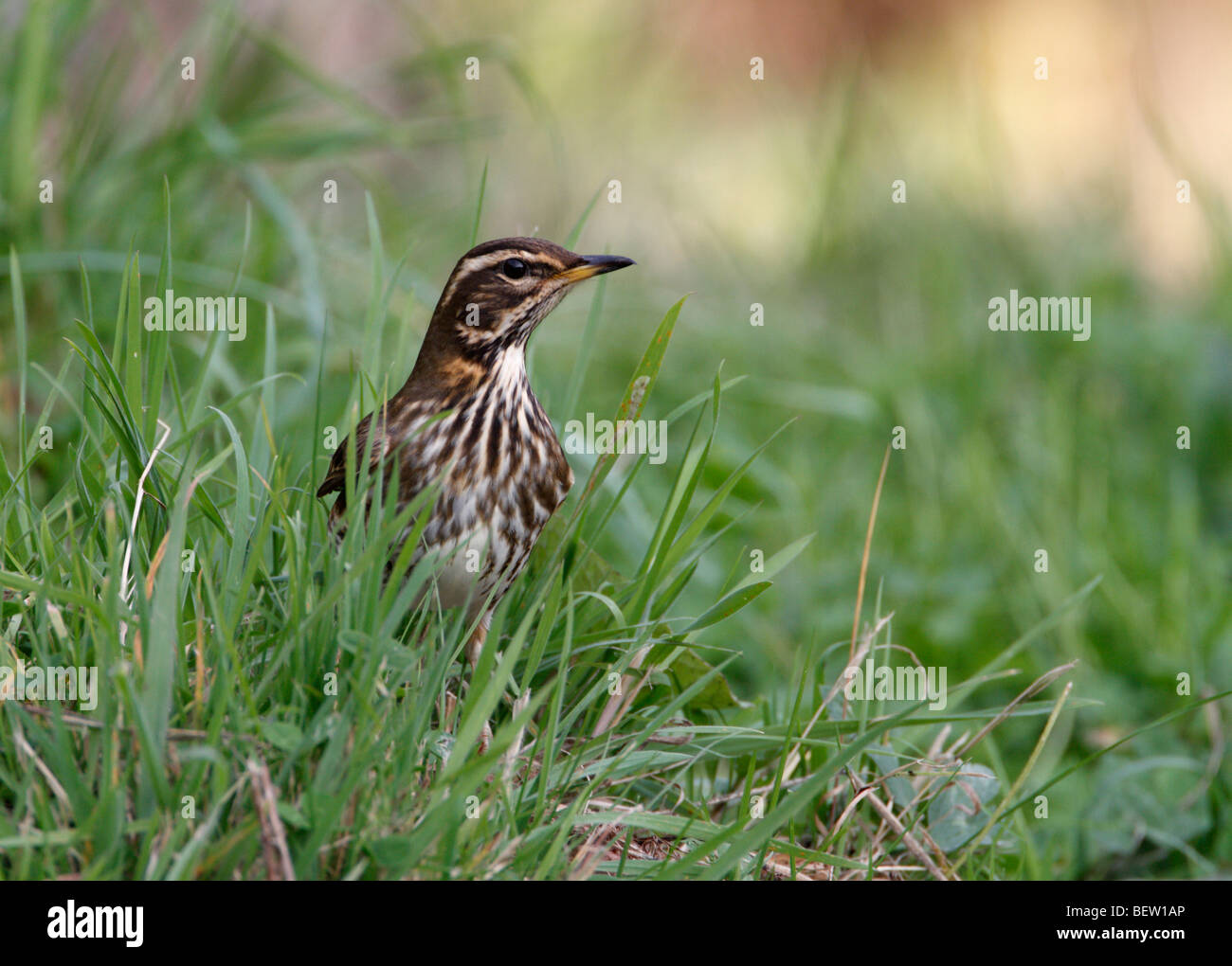 Rotdrossel Turdus Coburni (Turdus Iliacus) Stockfoto