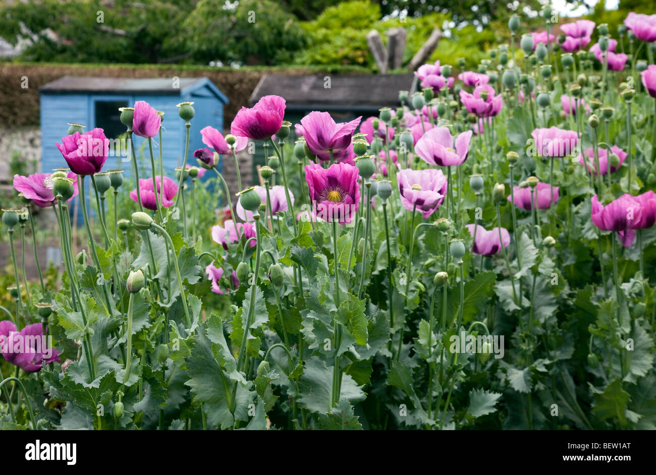 Ernte von lila Mohn in einem englischen Grafschaft Garten Stockfoto