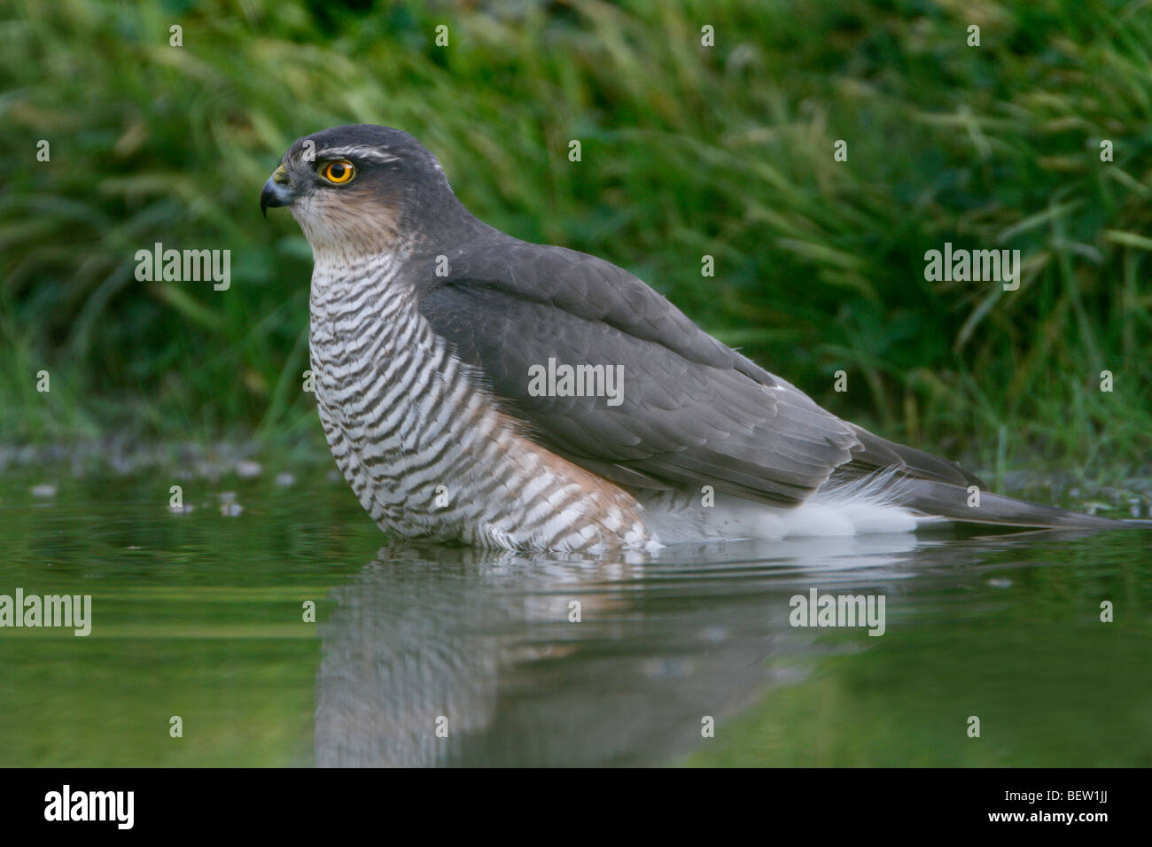 Sparrowhawk Accipiter Nisus Baden Stockfoto