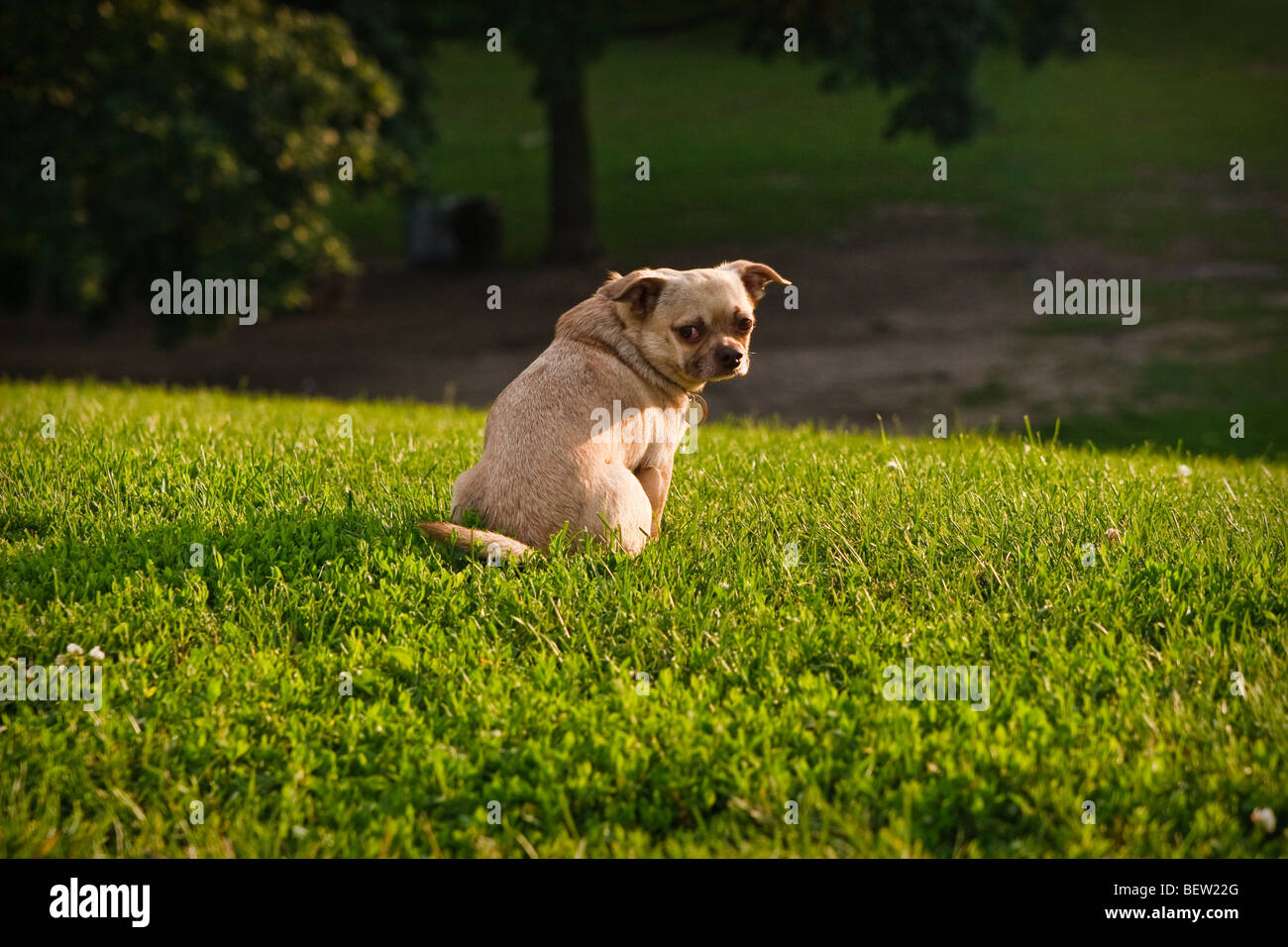 Mops-Chihuahua Mischling Hund sitzen auf dem Rasen Stockfoto