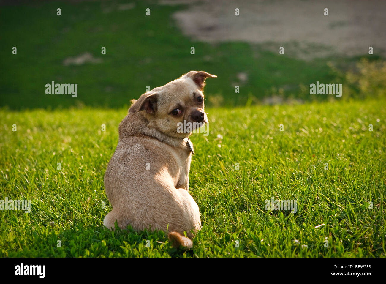 Mops-Chihuahua Mischling Hund sitzen auf dem Rasen Stockfotografie - Alamy