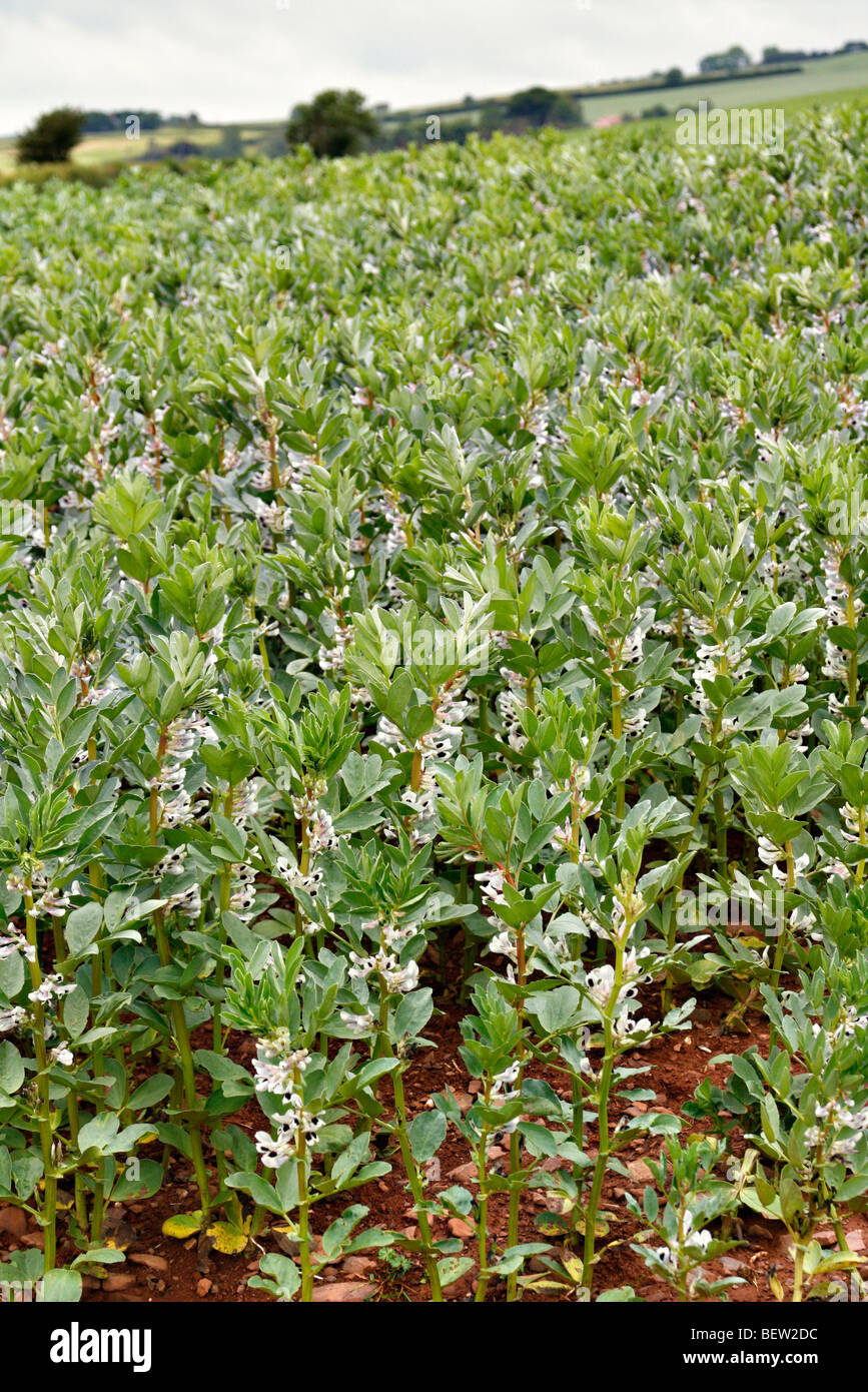 Eine Ernte von Ackerbohnen in voller Blüte Stockfoto