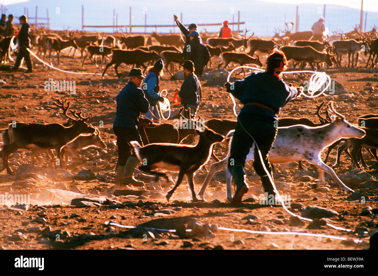 Lappen über dem Polarkreis in Schweden mit Hilfe von Seilen, lasso-Rentiere für Ohr-Markierung und Kastration Stockfoto