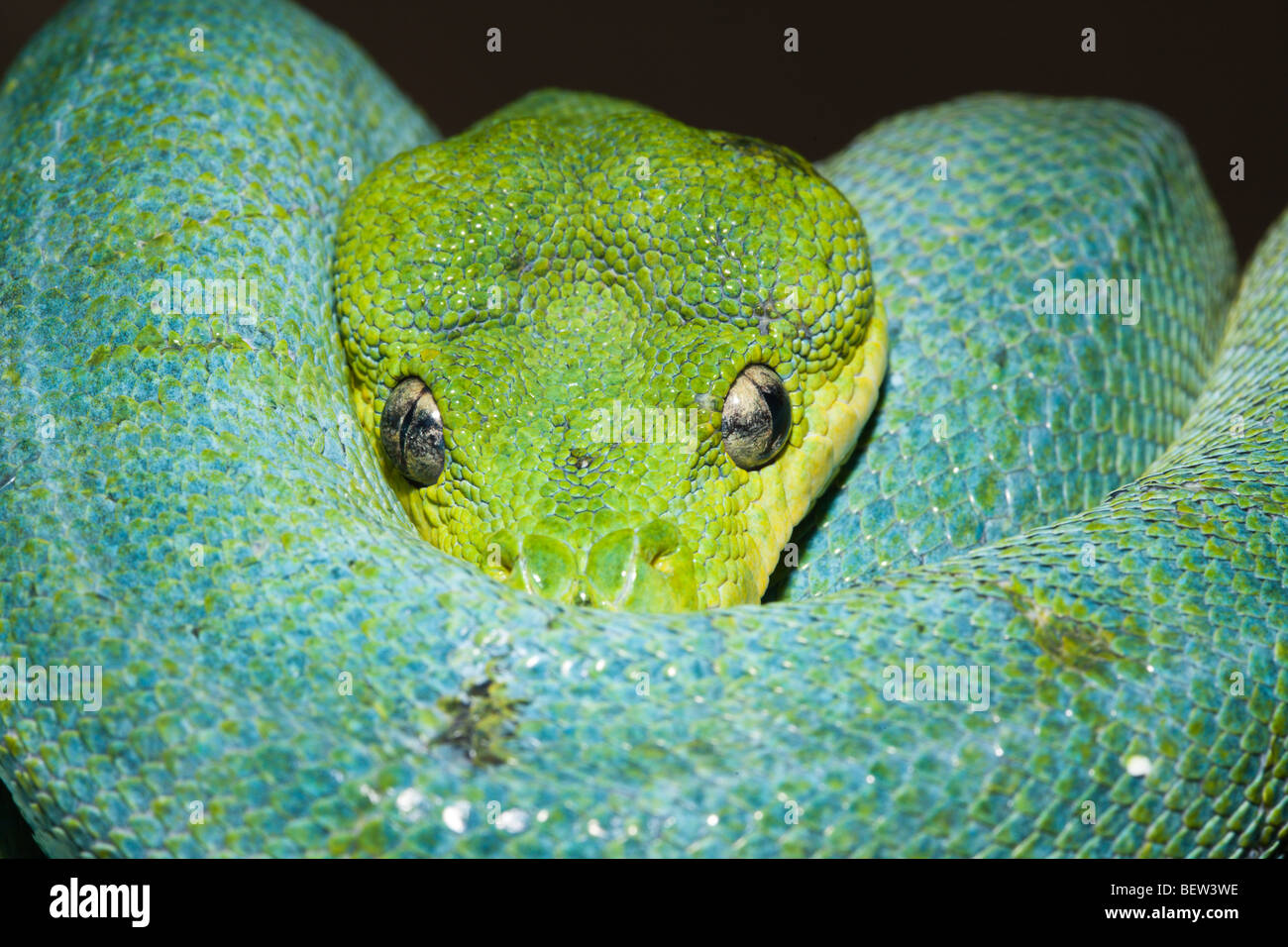 Grüner Baumpython, Morelia Viridis, West-Papua, Misool, Indonesien Stockfoto
