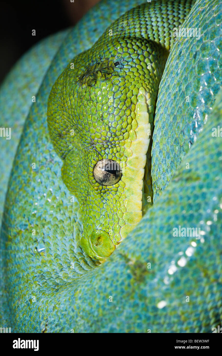 Grüner Baumpython, Morelia Viridis, West-Papua, Misool, Indonesien Stockfoto